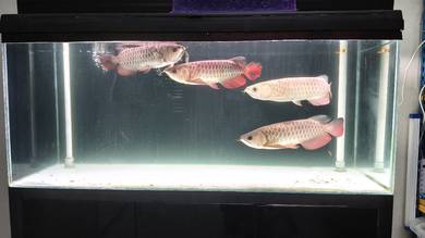 SHB  arowana
