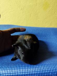 Guinea pig 