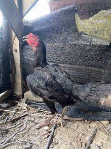 ayam betina pakoy