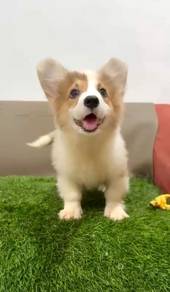 Corgi long haired good quality