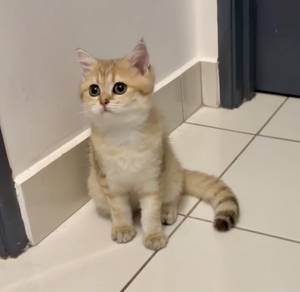 BSH golden cat kitten female kucing