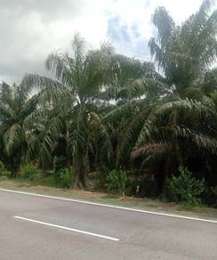 Agricultural Land in Semanggol, PRK
