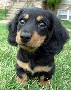 HHT_UY8151 Dachshund long haired BLACK TAN