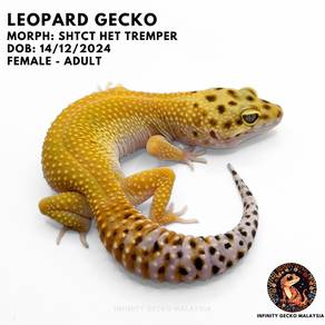 Leopard Gecko SHTCT Super Hypo Tangerine  Johor