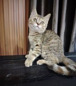 kucing semiflat parsi