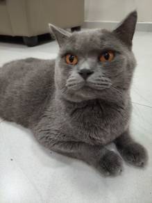 British Short Hair BSH