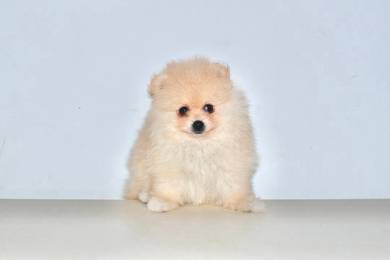 H39 Sweet Pomeranian Puppy