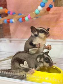 Sugar Glider Classic Grey