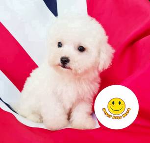 EE_H5588 Bichon Frise white haired puppies