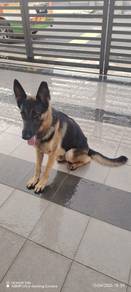 German Shepherd