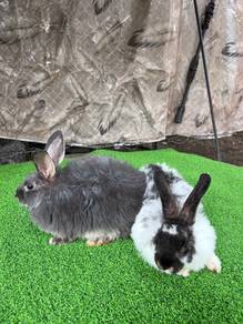 Arnab Rabbit Mix Betina