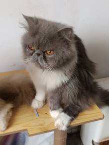 Kucing untuk rehome 