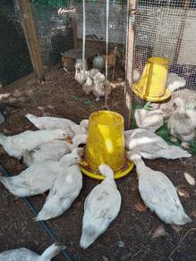 itik pekin, muscovy duck