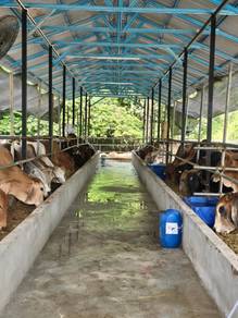 Lembu Korban