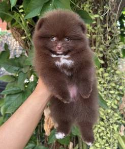 POMERANIAN PUPPIES A132 🌻 Available Female