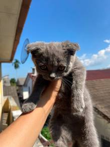 scotish fold untuk di rehome