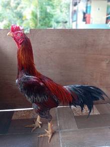 ayam sabung