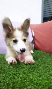 Corgi long haired with tail mka and chip
