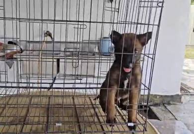 Belgian shepherd Malinois puppy