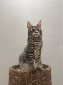 Mainecoon kitten