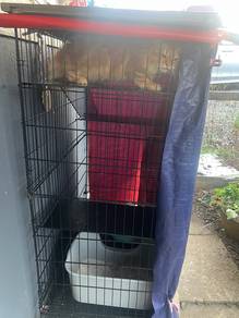 Rehome With Fee
