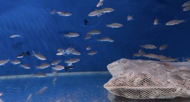 Ikan Kelah Merah Hulu Terengganu
