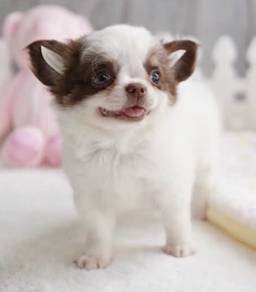 CHIHUAHUA PUPPIES CH312🌷 Head Apple Female