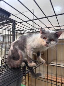 bsh male