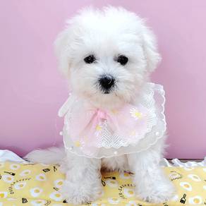 Bichon