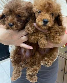 Toy poodle 