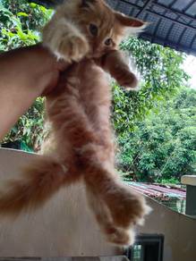 Maincoon Kitten