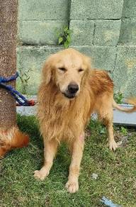 Golden Retriever stud Mating service 