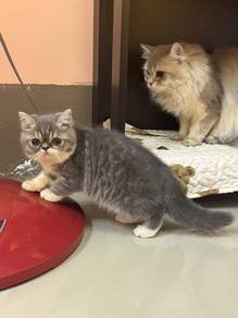 Exotic persian