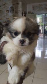 Shitzhu mixed maltese 