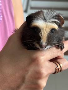 Guinea pig