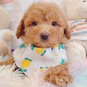Poodle