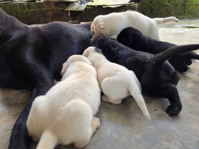 Puppy Labrador 
