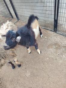 pgymy goat jantan