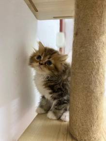 Kucing Baka American Curl + Semi Flat Persian
