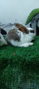 Arnab Minirex