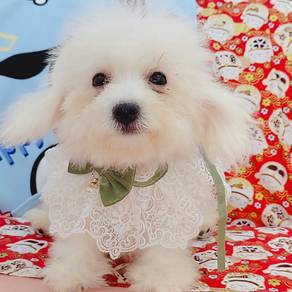 Bichon Frise