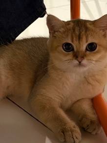 bsh golden kitten