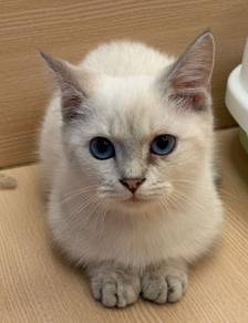 Munchkin Bsh