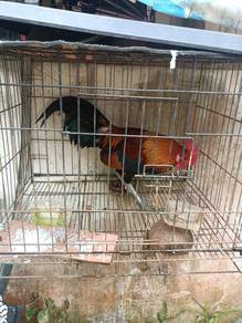 Ayam hutan muda