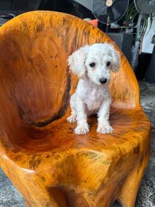 Poodle