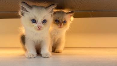 Pure Breed Ragdoll CFA