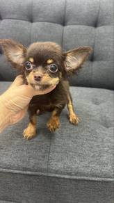 chocolate tan Male Chihuahua Puppy