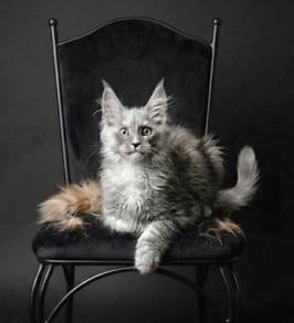 D5 Maine Coon