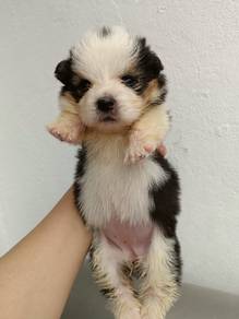 corgi