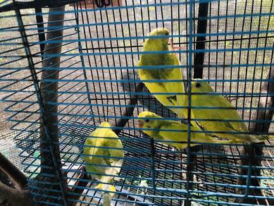 burung baji anak muda untuk dijual